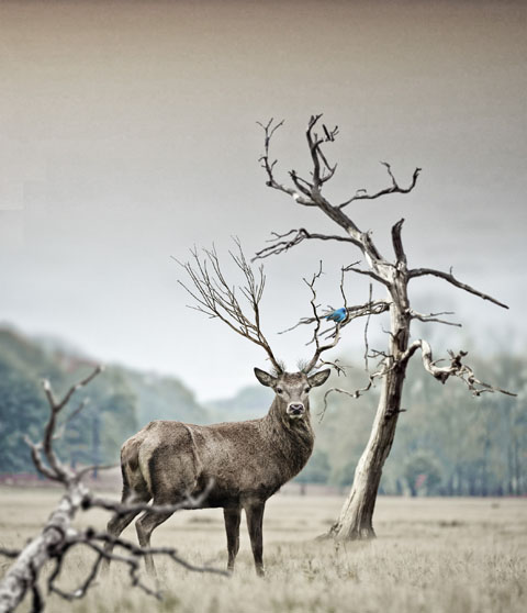 Animal Antler Antlers Blur