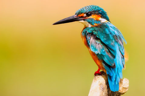 Close Up Of Peacock
