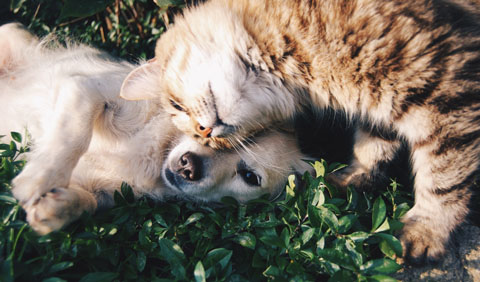 Tabby Cat Beside Puppy