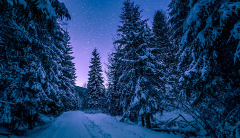 Trees Covered With Snow
