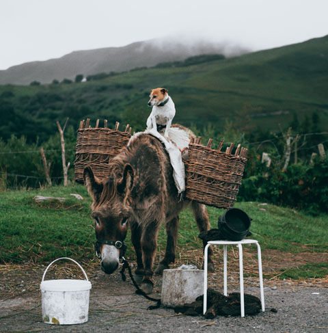 Dog Standing Atop Brown Donkey